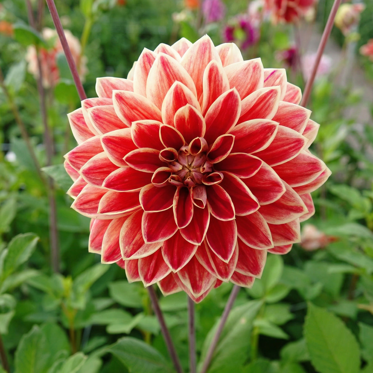 Collectie Klassieke Romantiek