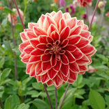 Collectie Klassieke Romantiek