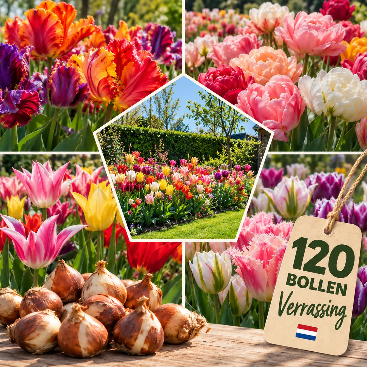 Tulpen Mysterybox — 120 bollen verrassingsmix