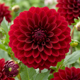 Dahlia Melody Mambo