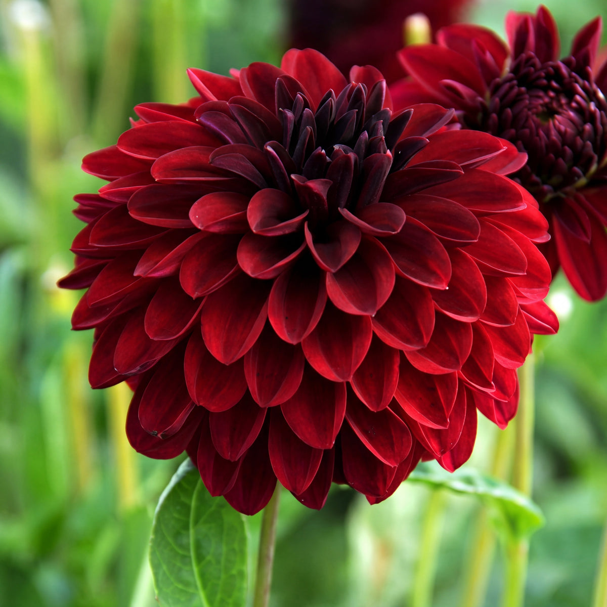 Dahlia Melody Mambo