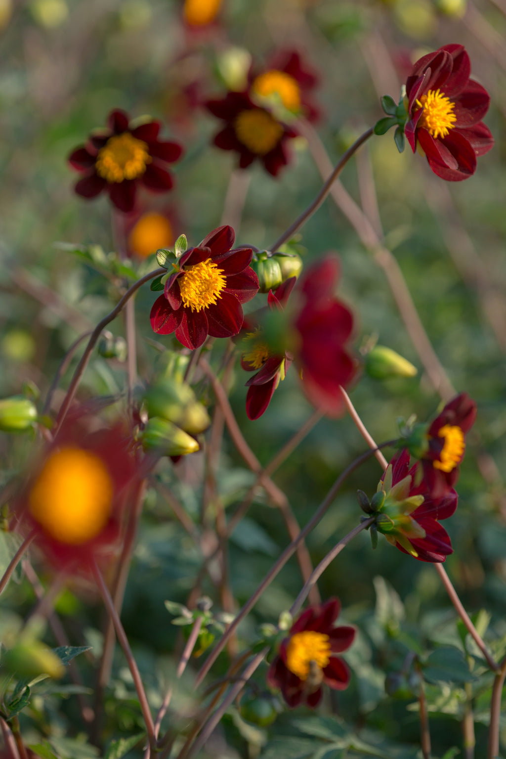 Cosmos Mexicaanse Ster
