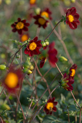 Cosmos Mexicaanse Ster