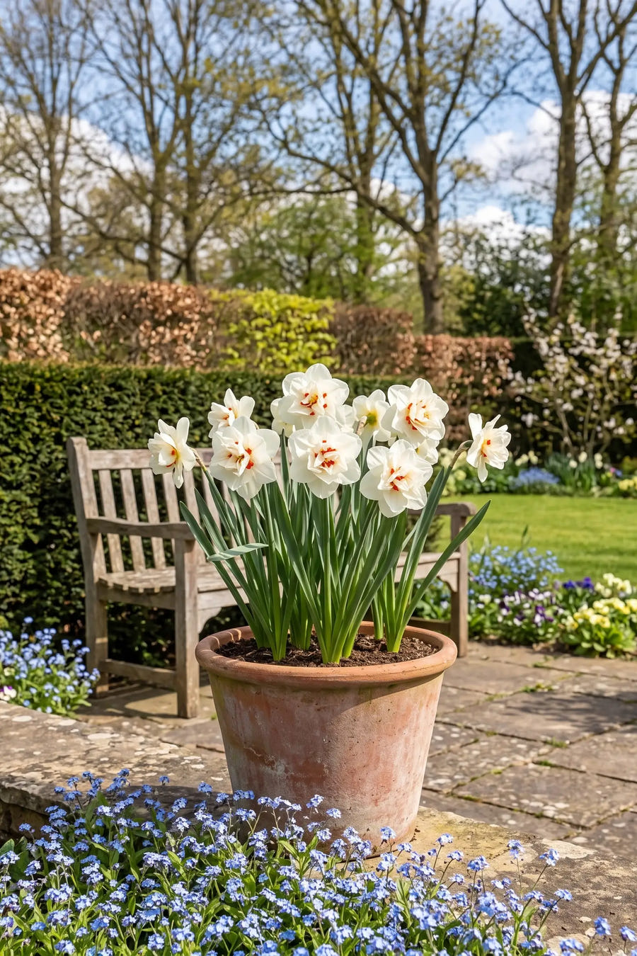 Narcissus Acropolis — in pot op terras