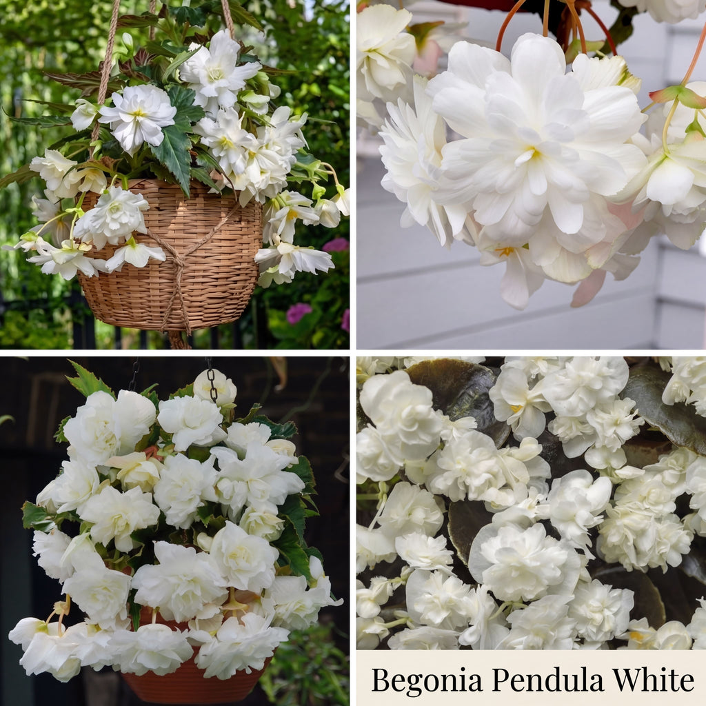 Begonia Zomertuin Collectie