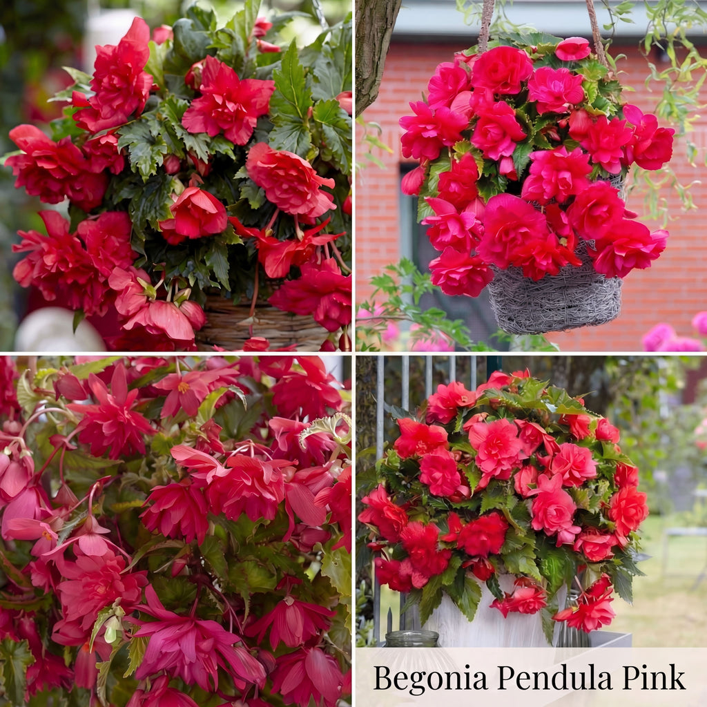 Begonia Zomertuin Collectie