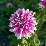 Dahlia Radegast