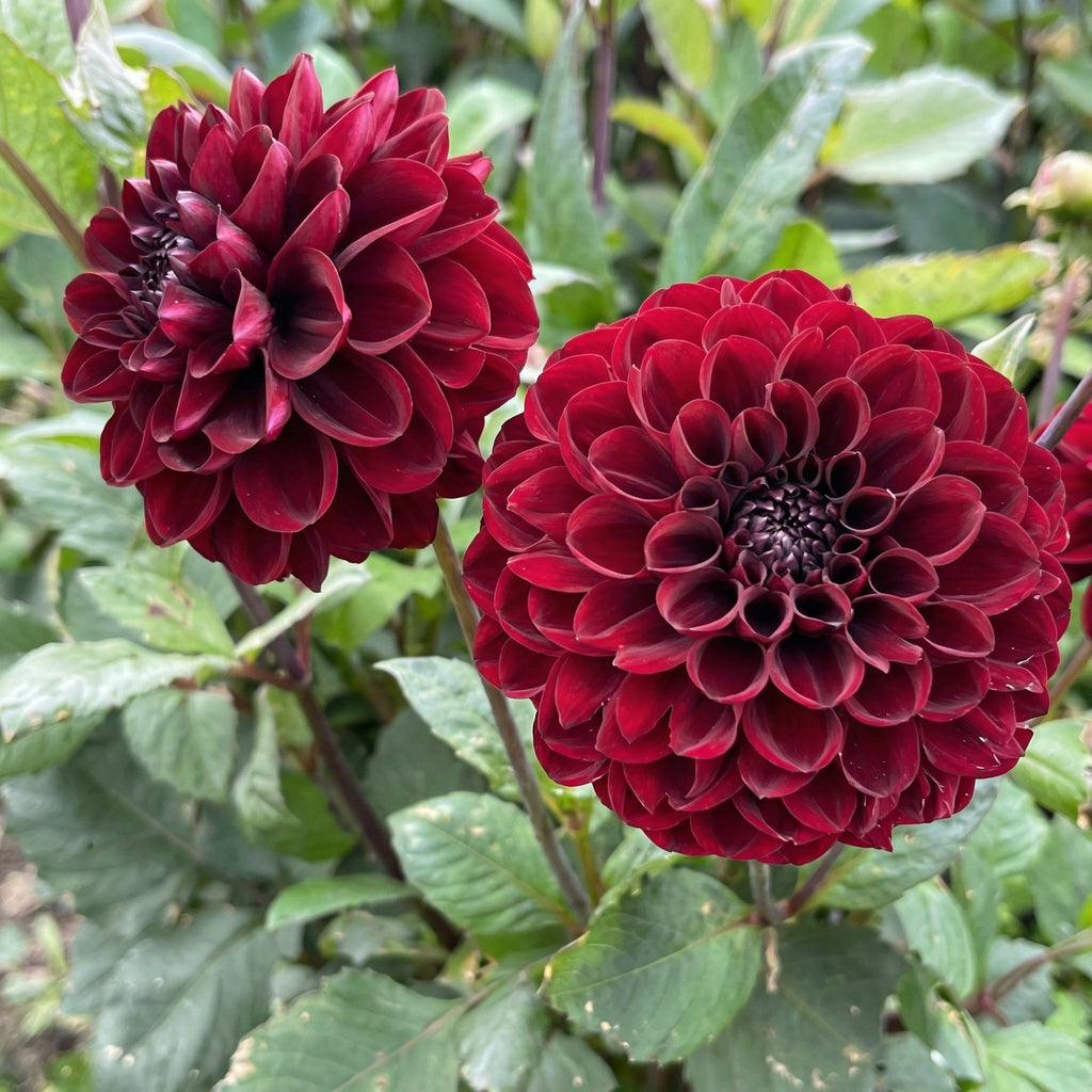 Collectie Groeiende Liefde