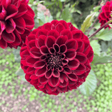 Dahlia Red Dark Wave