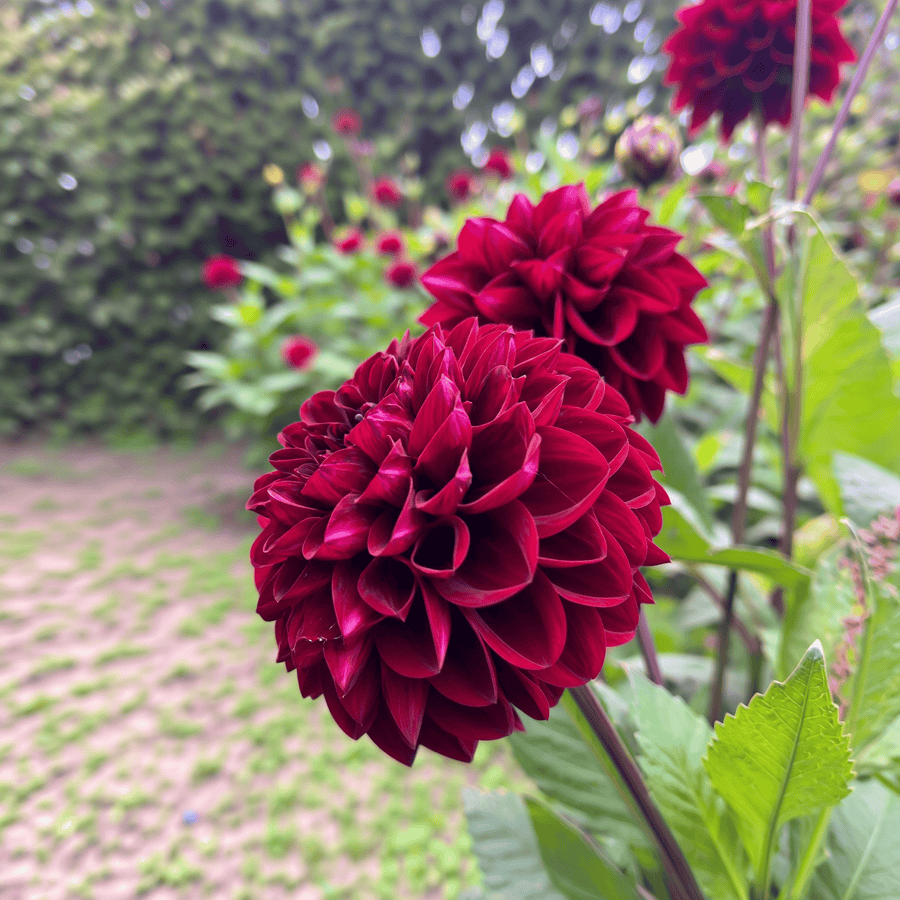 Dahlia Red Dark Wave
