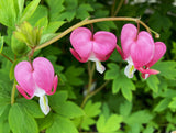 Harten bloemen