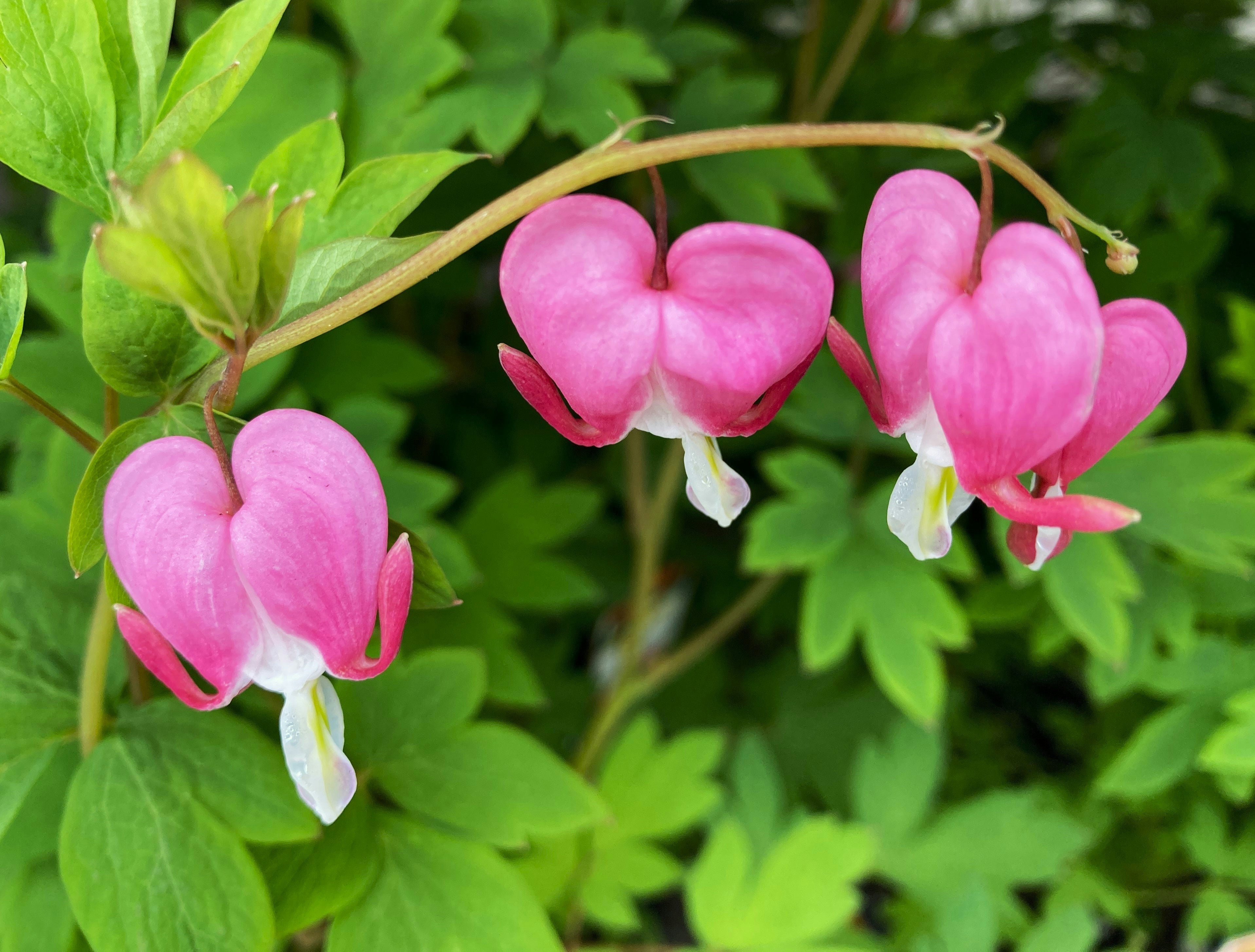 Harten bloemen