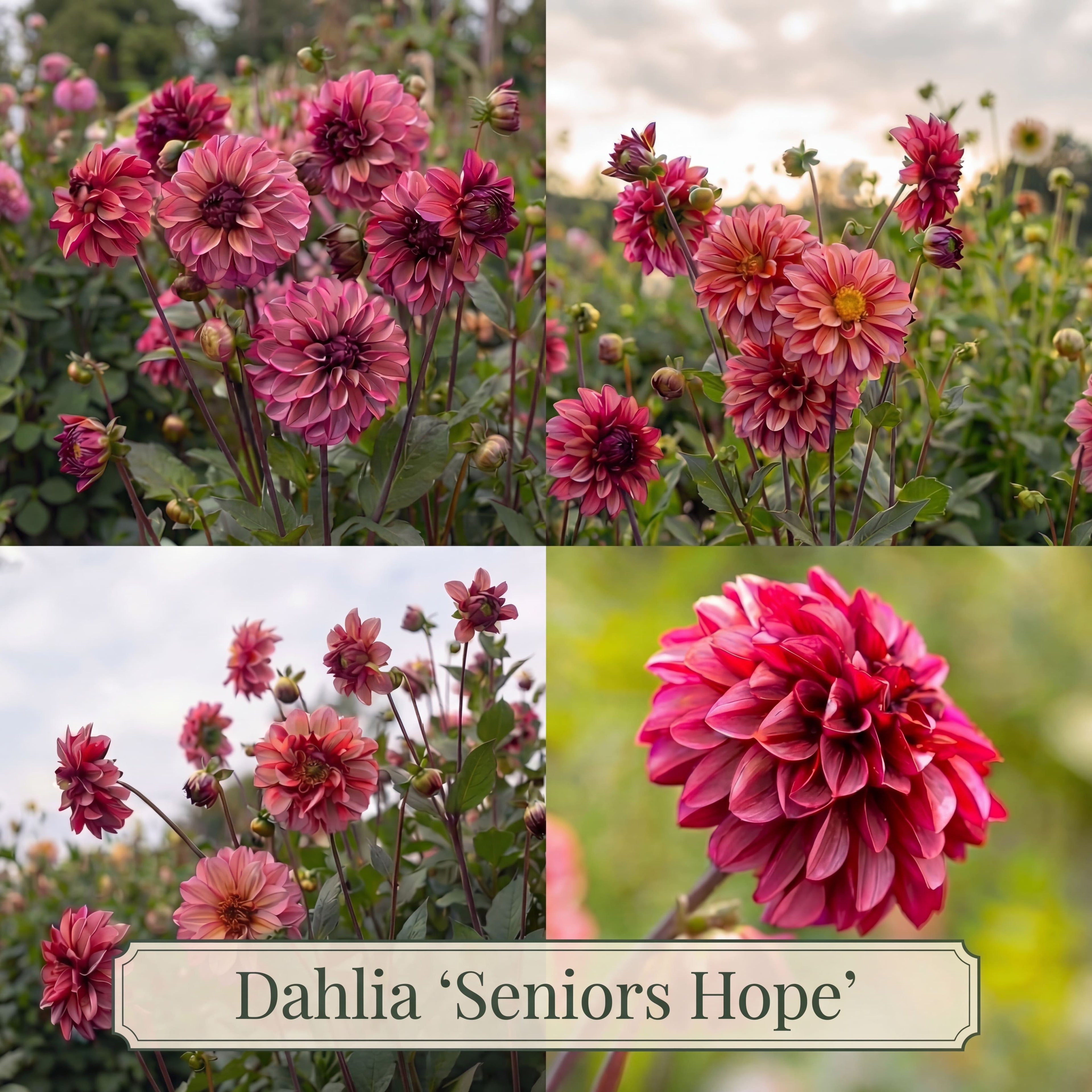 Dahlia Zomertuin Collectie