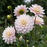 Collectie Klassieke Romantiek