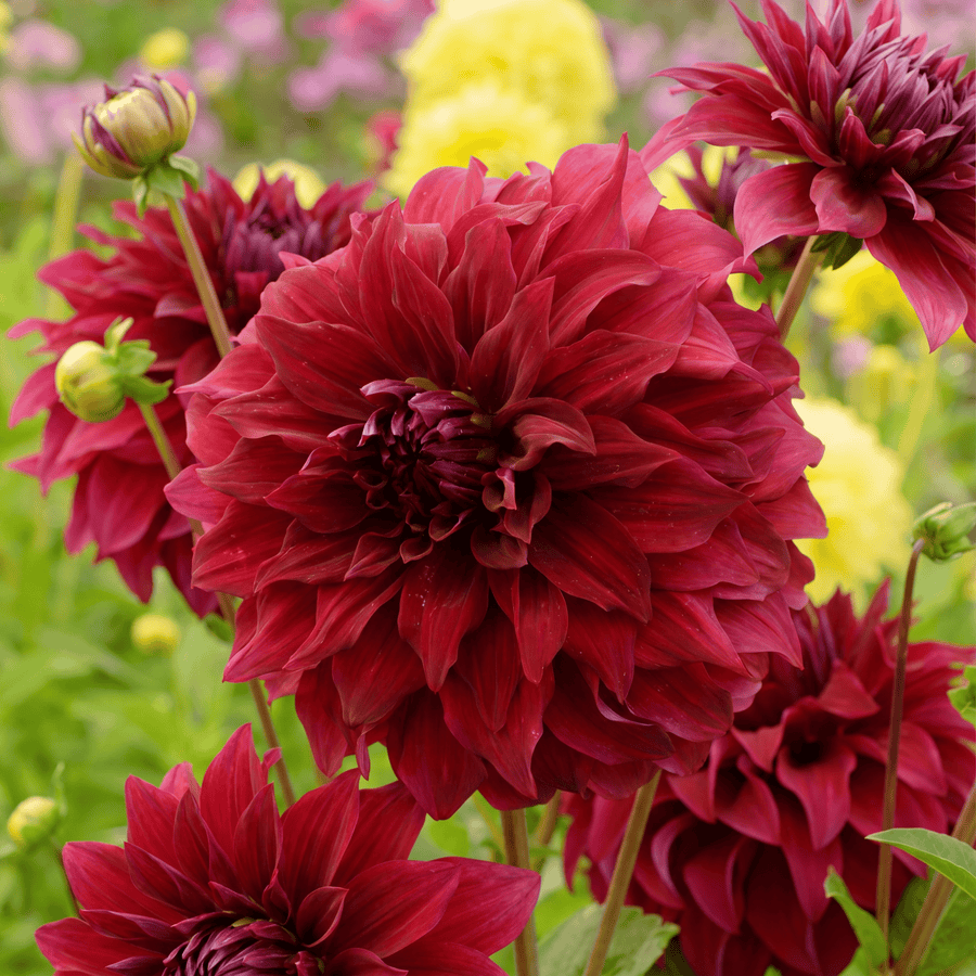 Dahlia Spartacus