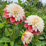 Collectie Groeiende Liefde