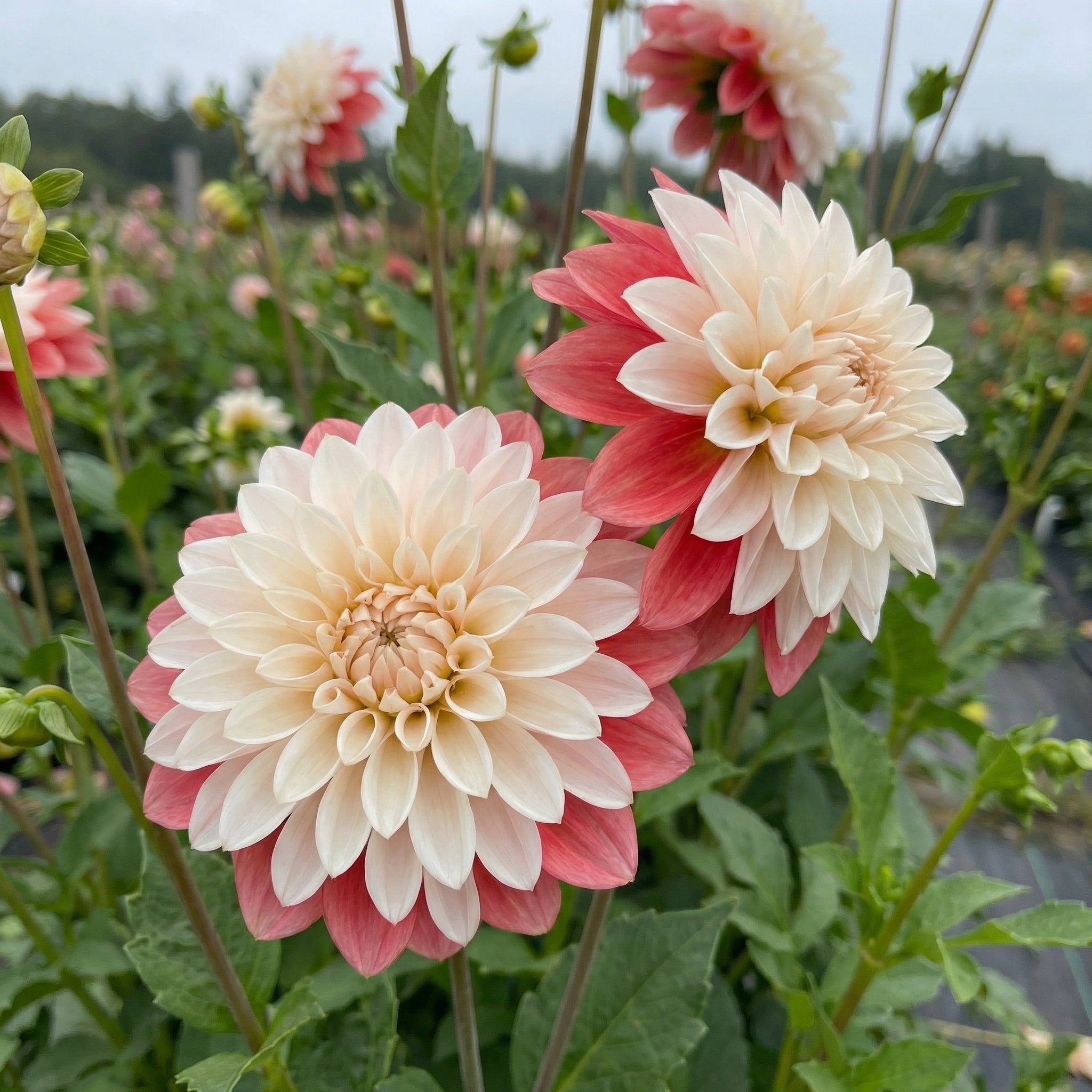 Collectie Groeiende Liefde