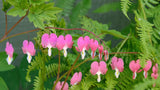 Harten bloemen