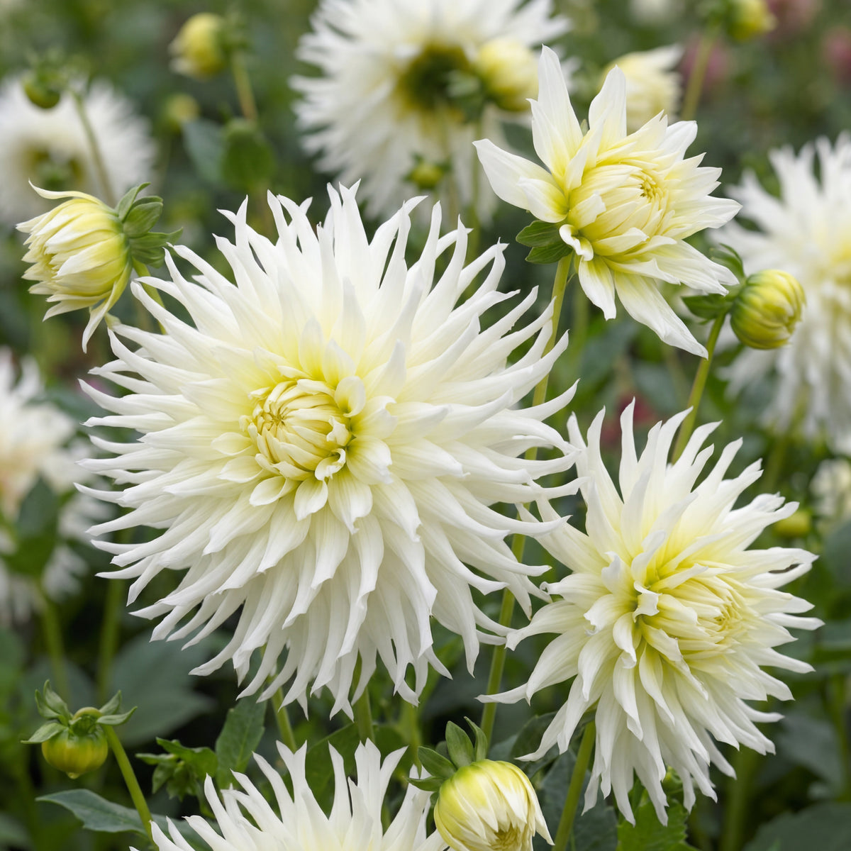 Dahlia Tsuki no Shisha