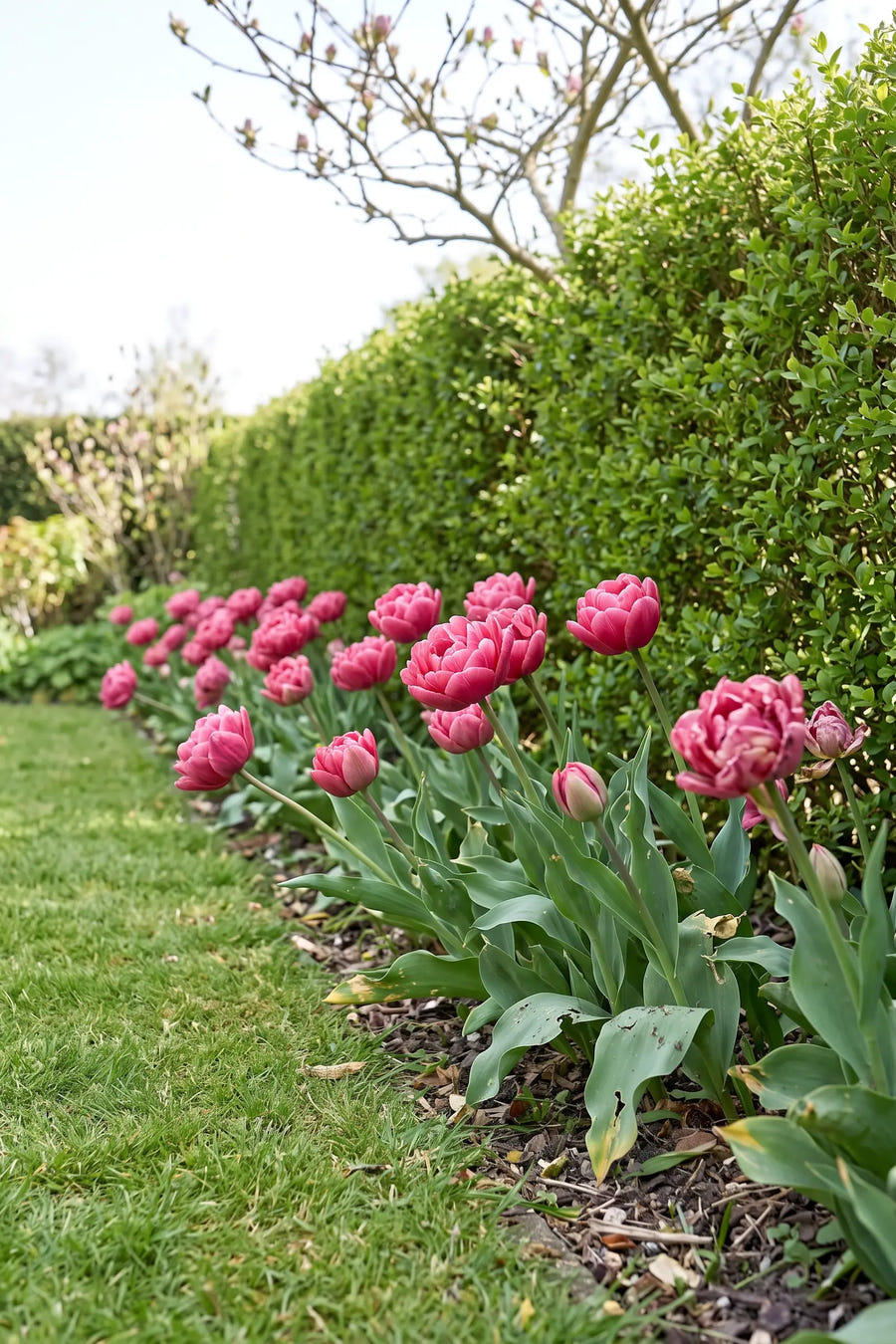 Tulipa Amazing Grace — groep in de tuinborder