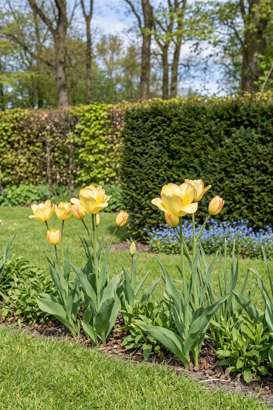 Tulipa Aquilla — in de border, extra beeld