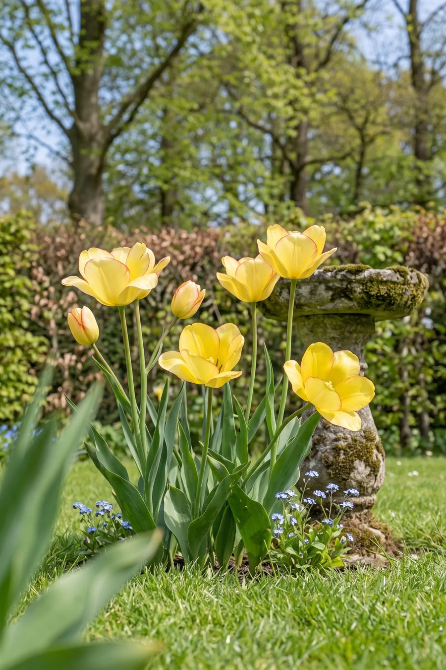 Tulipa Aquilla — in de tuin, extra beeld