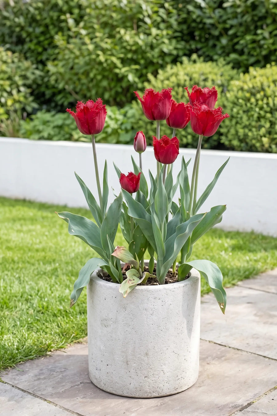 Tulipa Barbados — in pot op terras