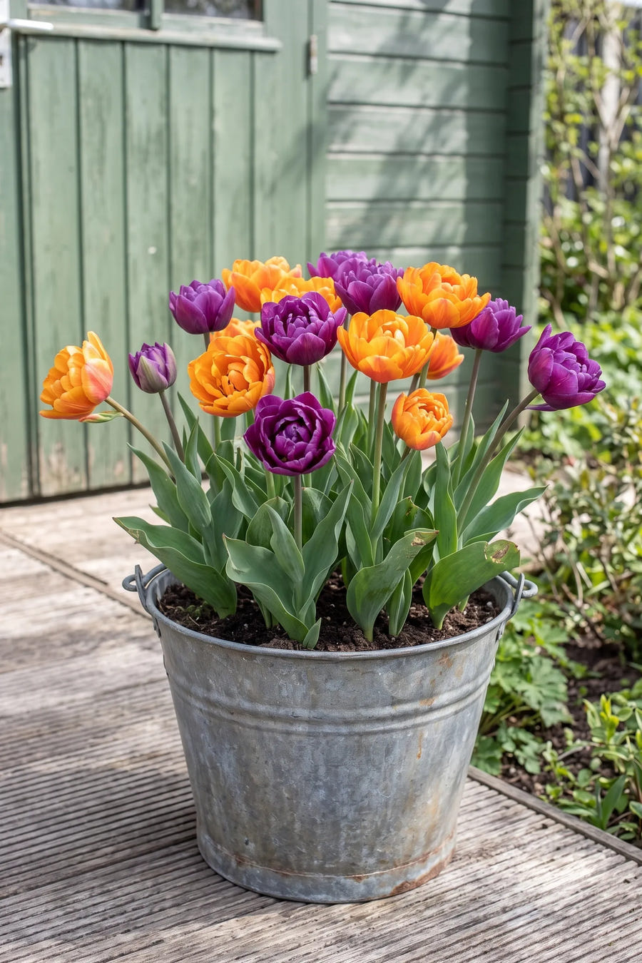 Tulipa Bravoure — in pot op terras