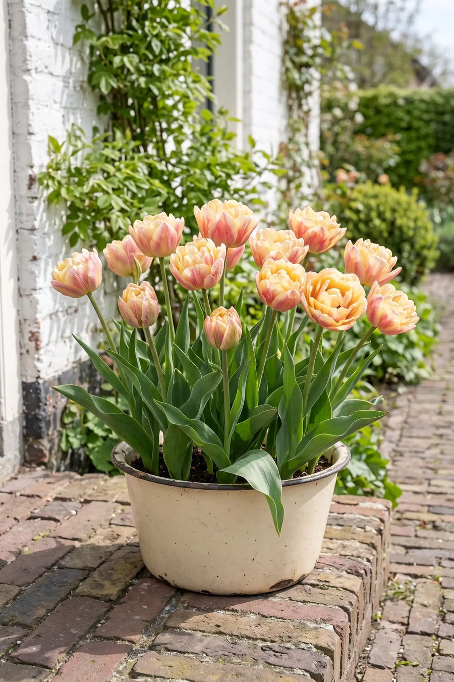 Tulipa Creme Upstar — in pot op terras