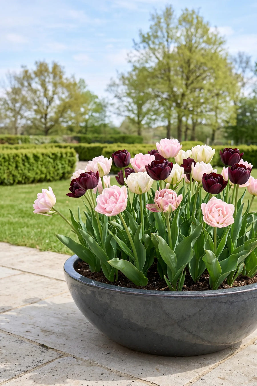 Tulipa Double Dutch — in pot op terras