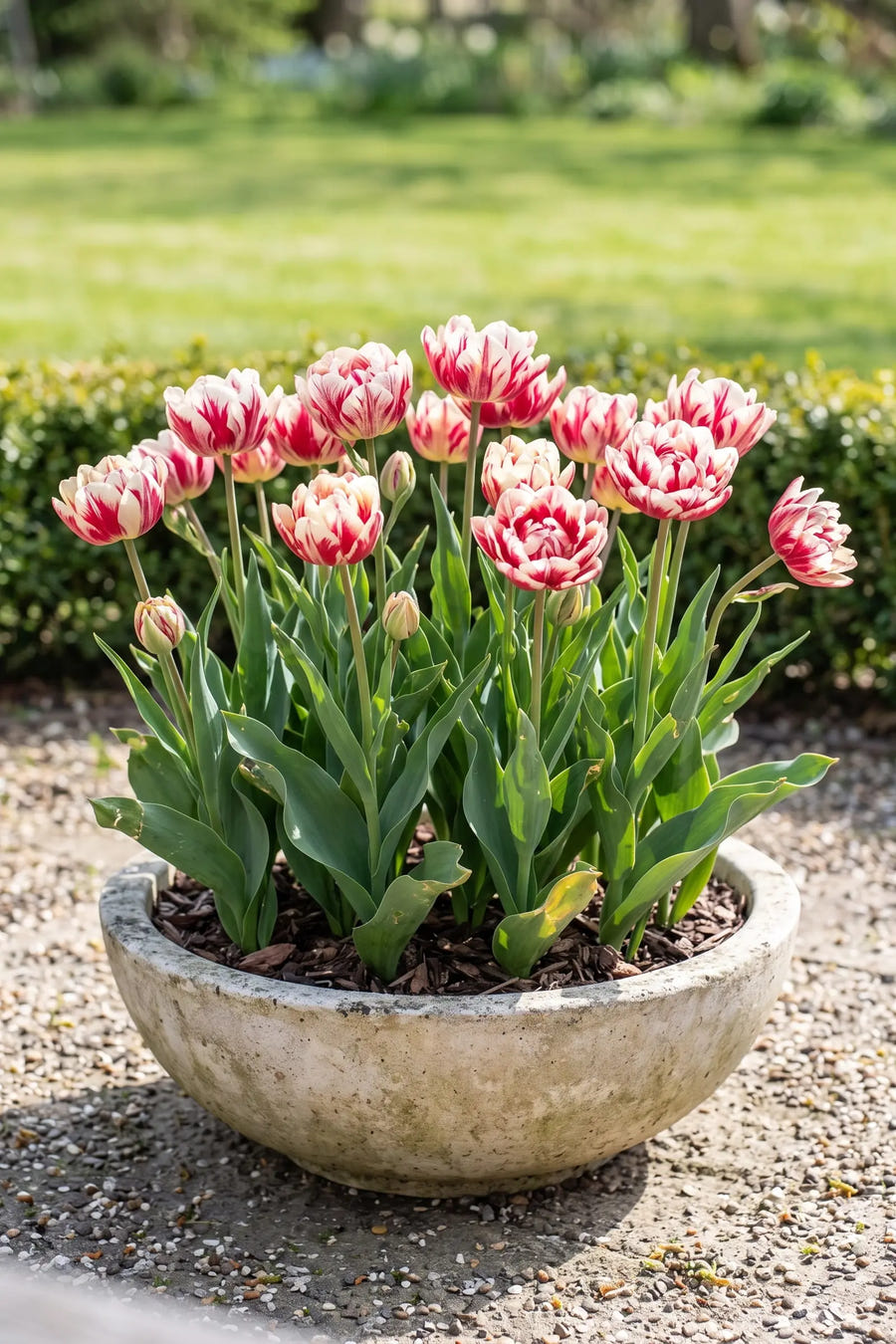 Tulipa Flaming Club — in pot op terras