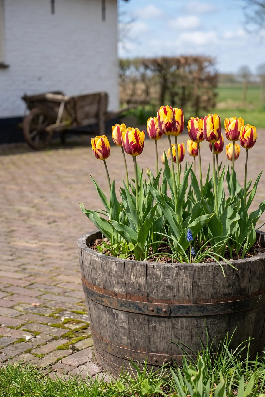 Tulipa Helmar — in pot op terras