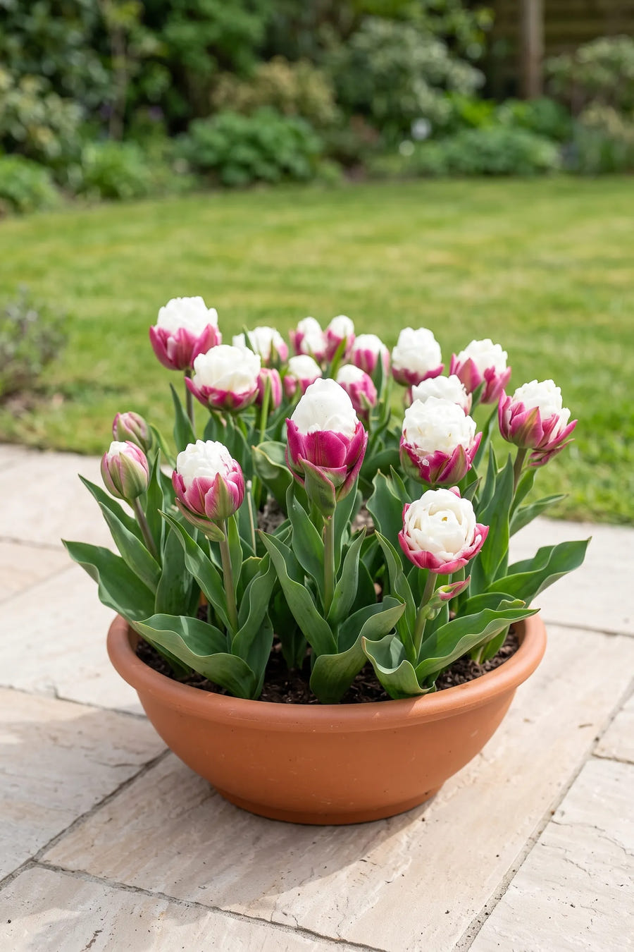 Tulipa Ice Cream — in pot op terras
