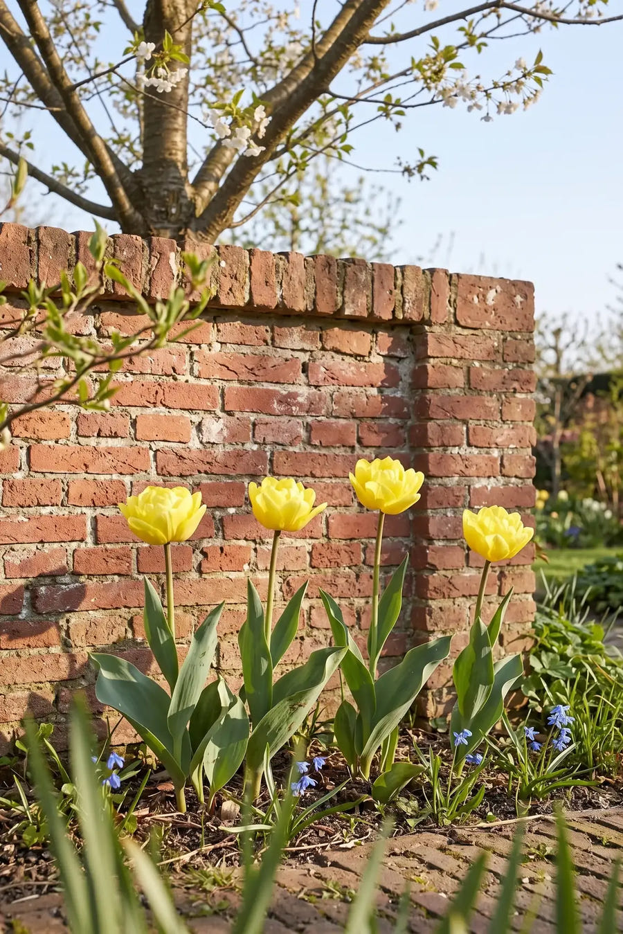 Tulipa Marie Jo — in de border