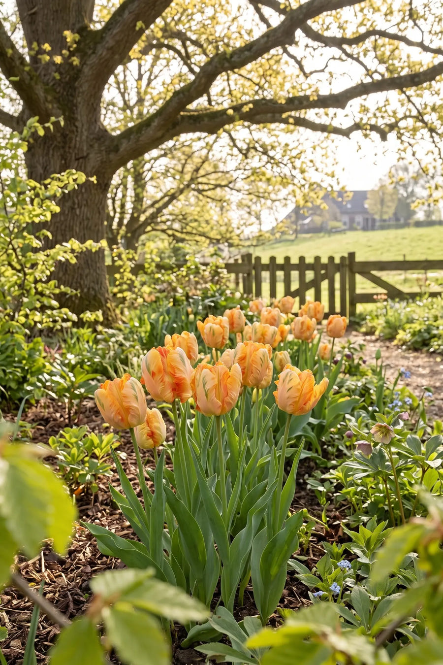 Tulipa Parrot King — groep in de tuinborder