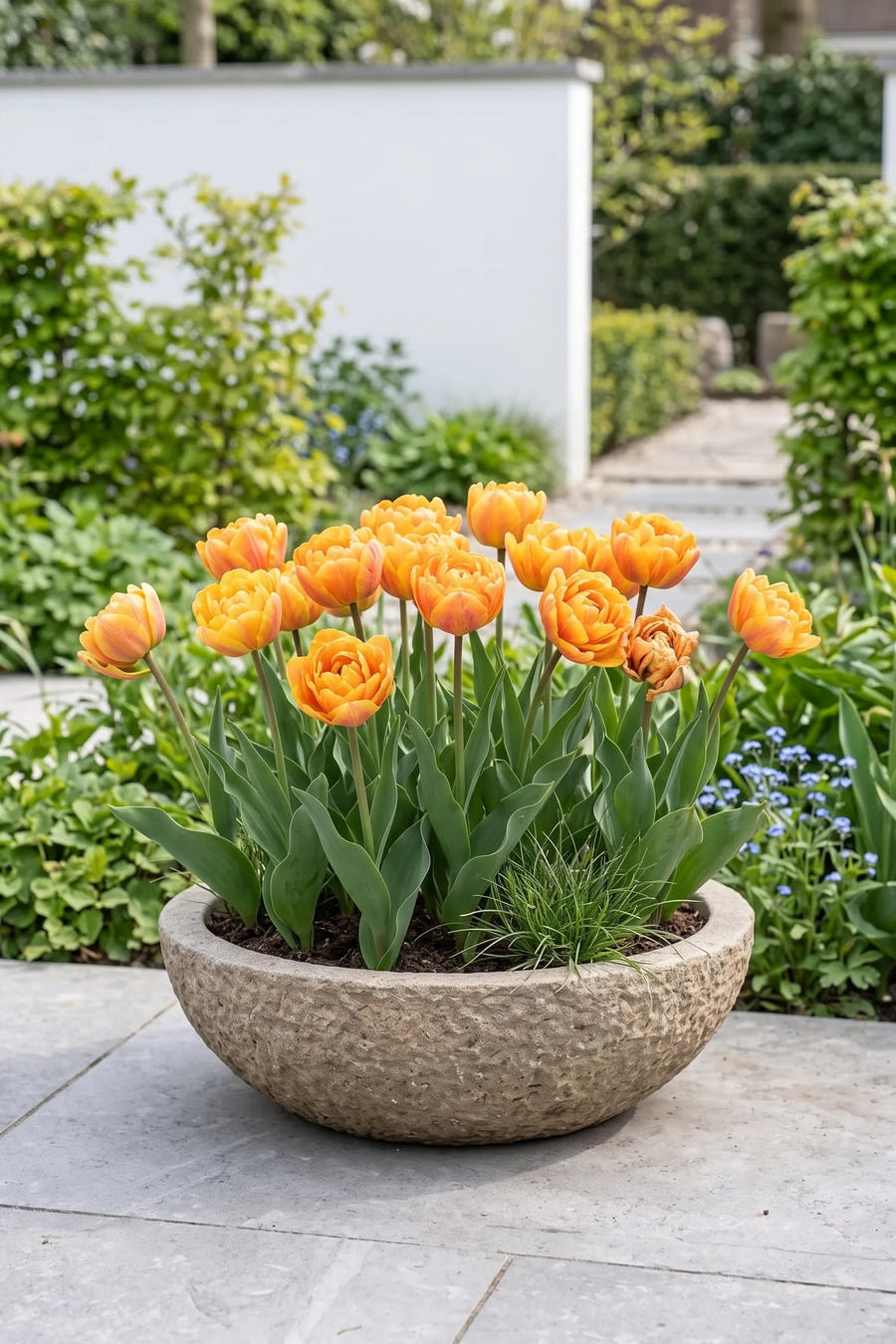 Tulipa Sunlover — in pot op terras