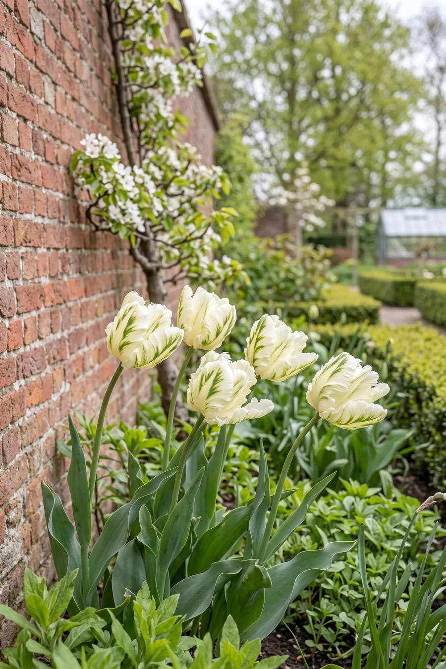 Tulipa Super Parrot — in de border