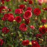 Collectie Klassieke Romantiek