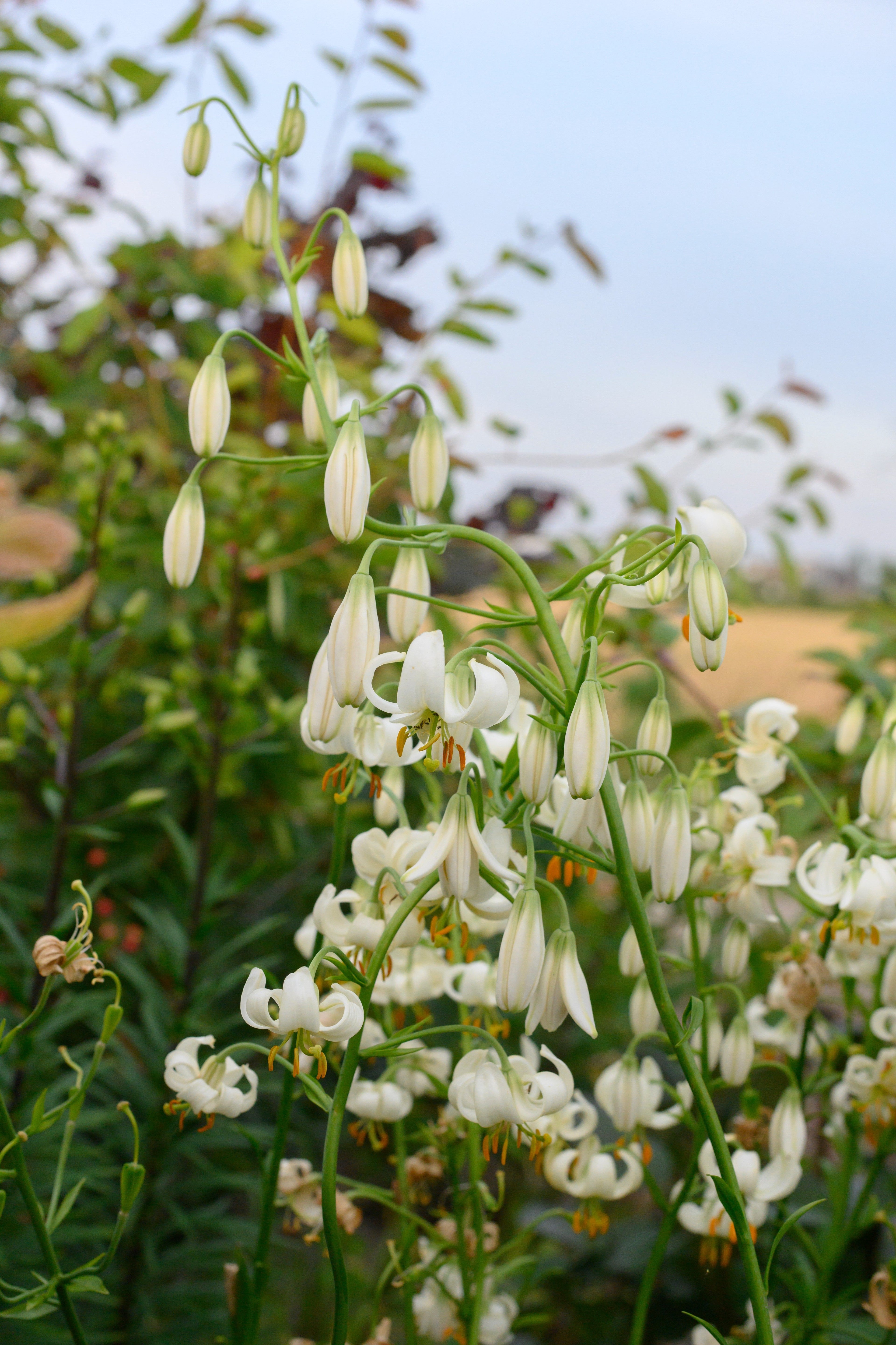Lilium Martagon Sneeuwochtend