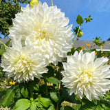 Dahlia White Perfection