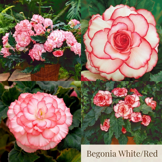 Begonia Zomertuin Collectie