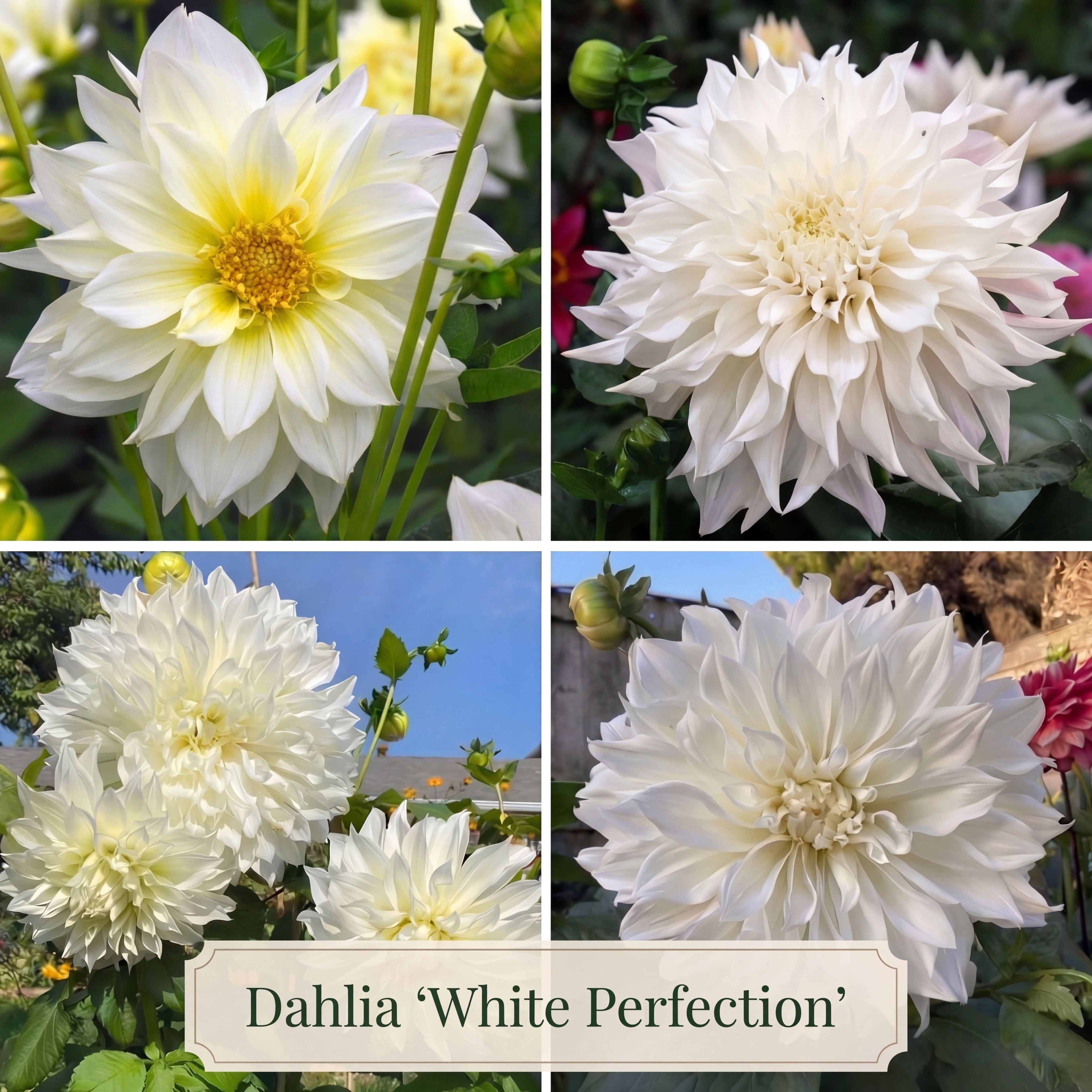 Dahlia Zomertuin Collectie