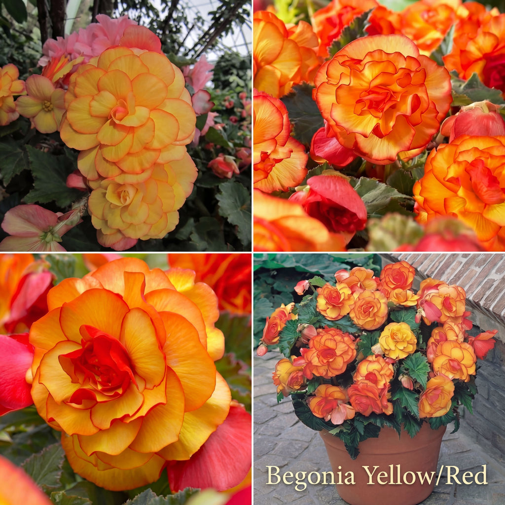 Begonia Zomertuin Collectie