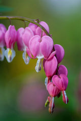 Harten bloemen