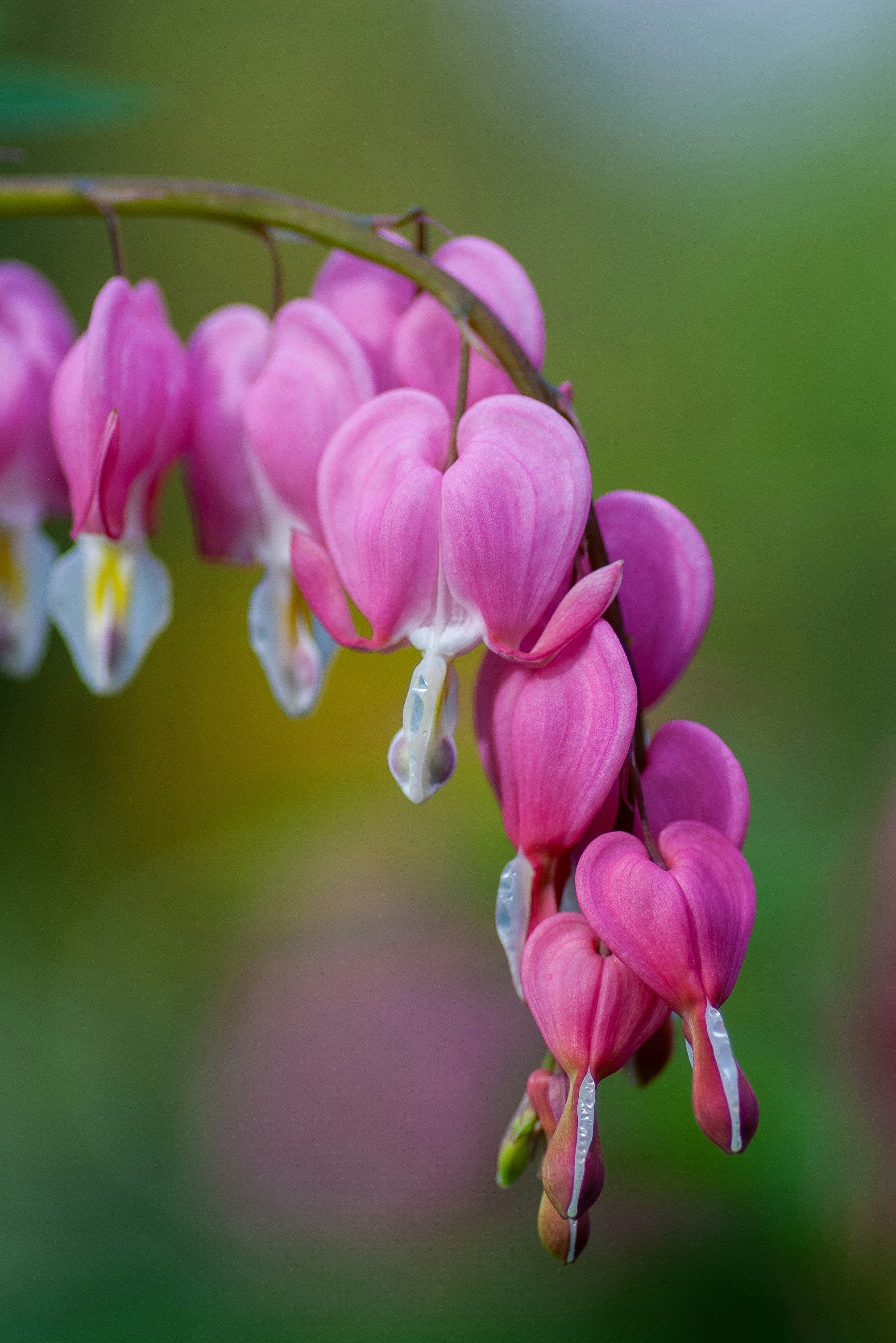 Harten bloemen